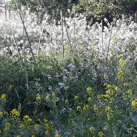 Fenugreek Seed